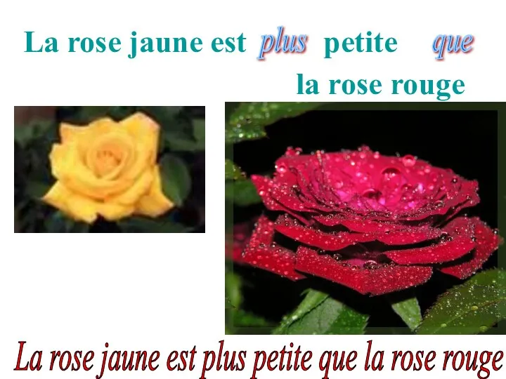 La rose jaune est petite la rose rouge plus que