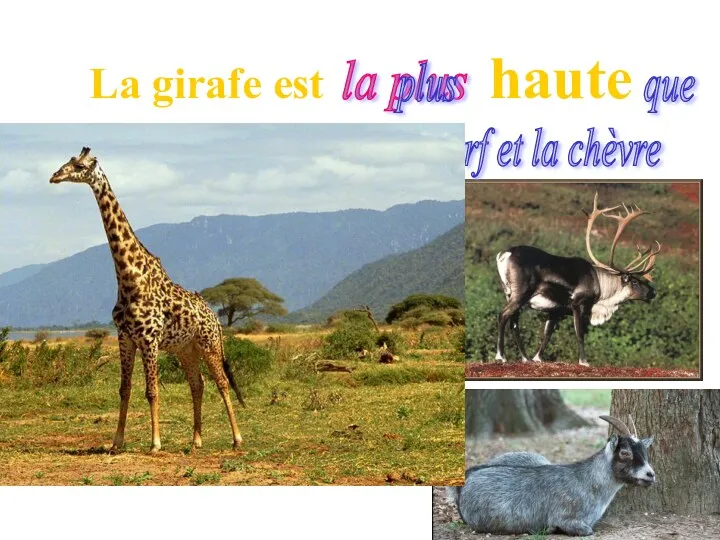 La girafe est haute la plus plus que le cerf et la chèvre