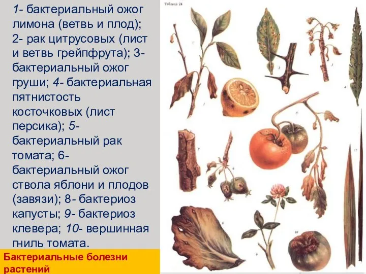1- бактериальный ожог лимона (ветвь и плод); 2- рак цитрусовых (лист и ветвь