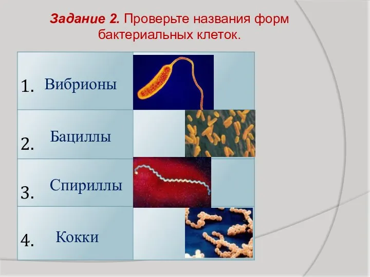 Задание 2. Проверьте названия форм бактериальных клеток. Кокки Бациллы Вибрионы Спириллы
