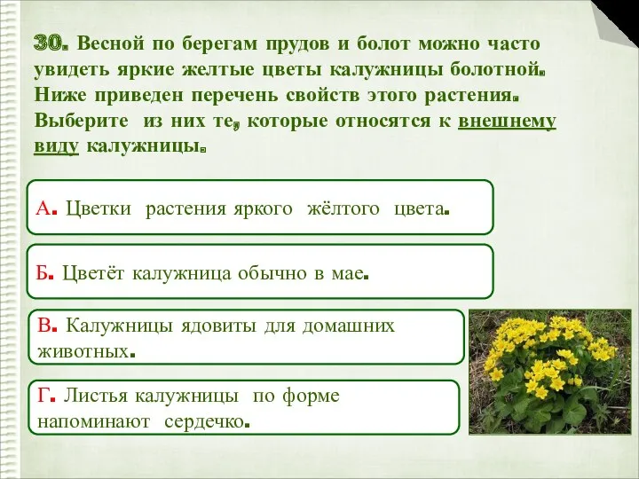 30. Весной по берегам прудов и болот можно часто увидеть яркие желтые цветы