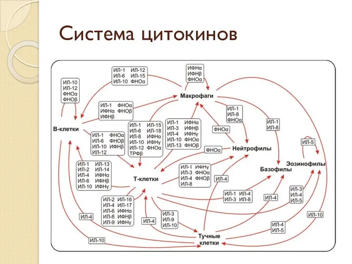 Система цитокинов