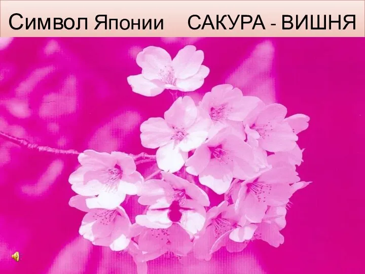 Символ Японии САКУРА - ВИШНЯ