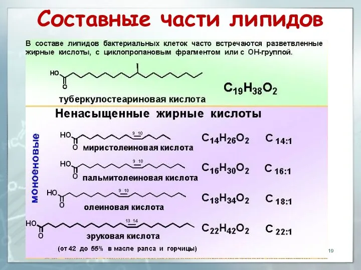 Составные части липидов 10.10.2019