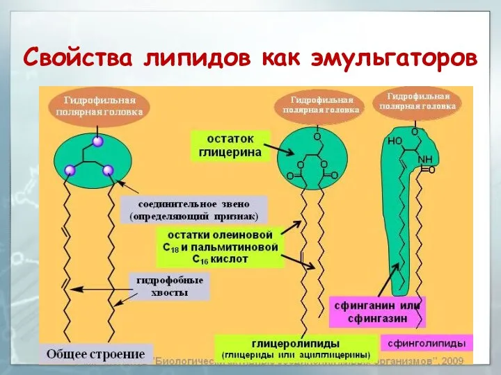 Свойства липидов как эмульгаторов 10.10.2019