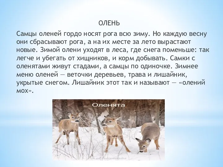 ОЛЕНЬ Самцы оленей гордо носят рога всю зиму. Но каждую