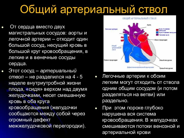 Общий артериальный ствол От сердца вместо двух магистральных сосудов: аорты