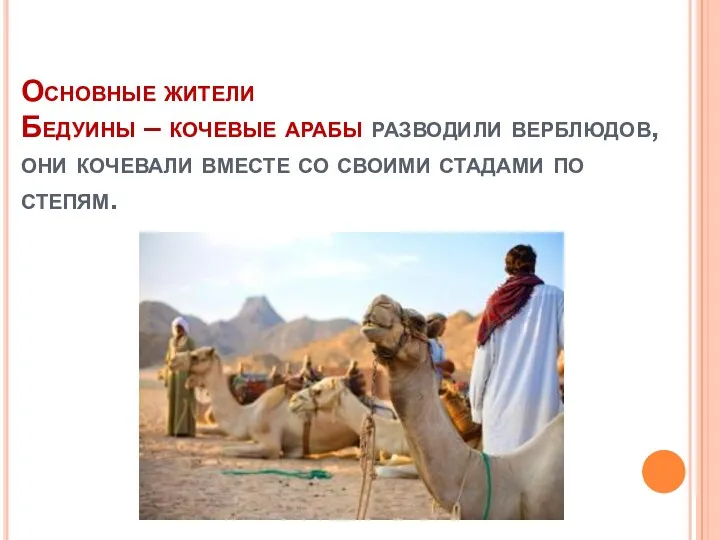 Основные жители Бедуины – кочевые арабы разводили верблюдов, они кочевали вместе со своими стадами по степям.