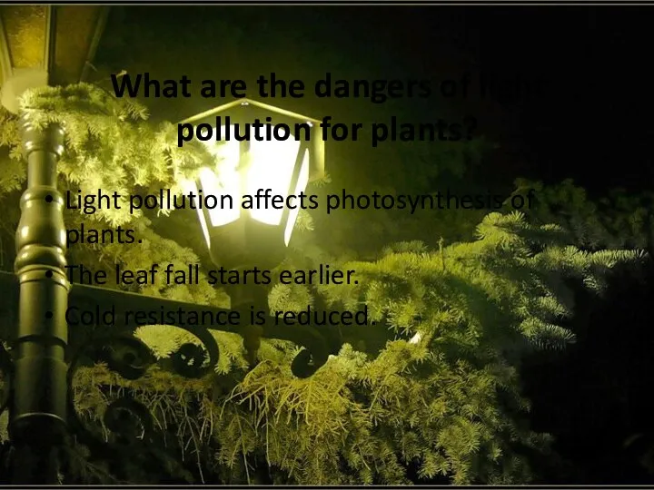 What are the dangers of light pollution for plants? Light