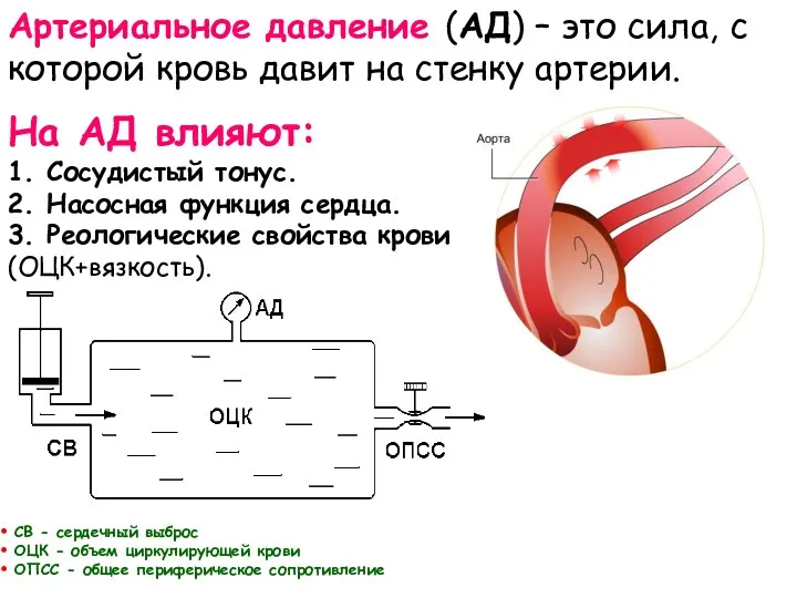 Артериальное давление (АД) – это сила, с которой кровь давит на стенку артерии.