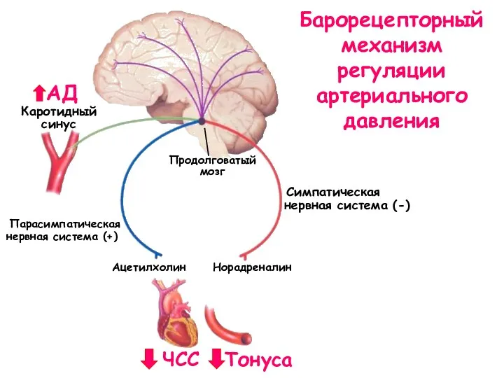 Барорецепторный механизм регуляции артериального давления Каротидный синус Продолговатый мозг АД Норадреналин Ацетилхолин Тонуса