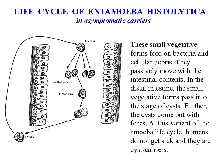 LIFE CYCLE OF ENTAMOEBA HISTOLYTICA in asymptomatic carriers These small