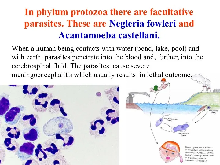 In phylum protozoa there are facultative parasites. These are Negleria