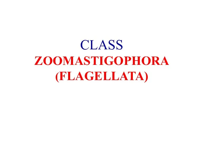 CLASS ZOOMASTIGOPHORA (FLAGELLATA)