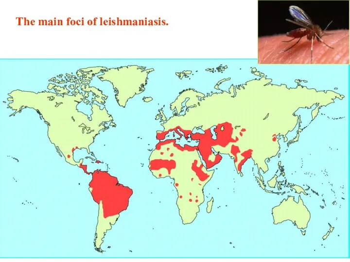 The main foci of leishmaniasis.