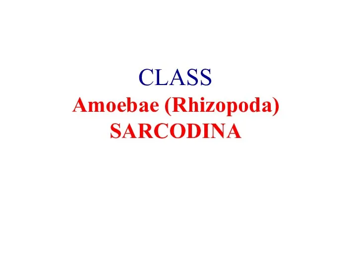 CLASS Amoebae (Rhizopoda) SARCODINA