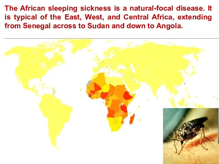 The African sleeping sickness is a natural-focal disease. It is