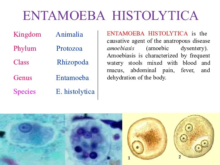 ENTAMOEBA HISTOLYTICA Kingdom Animalia Phylum Protozoa Class Rhizopoda Genus Entamoeba