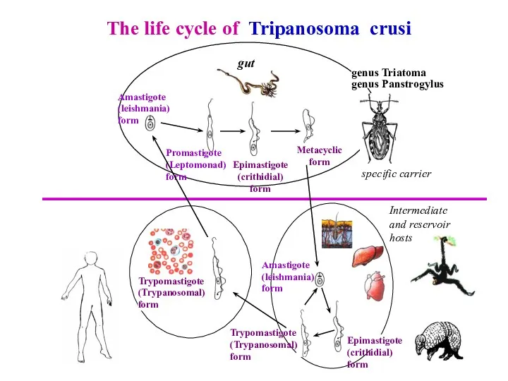 The life cycle of Tripanosoma crusi genus Triatoma genus Panstrogylus