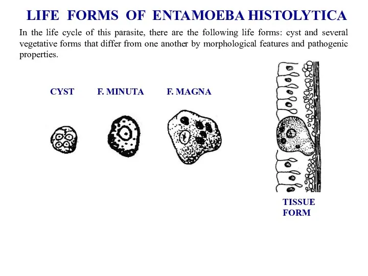 LIFE FORMS OF ENTAMOEBA HISTOLYTICA CYST F. MINUTA F. MAGNA