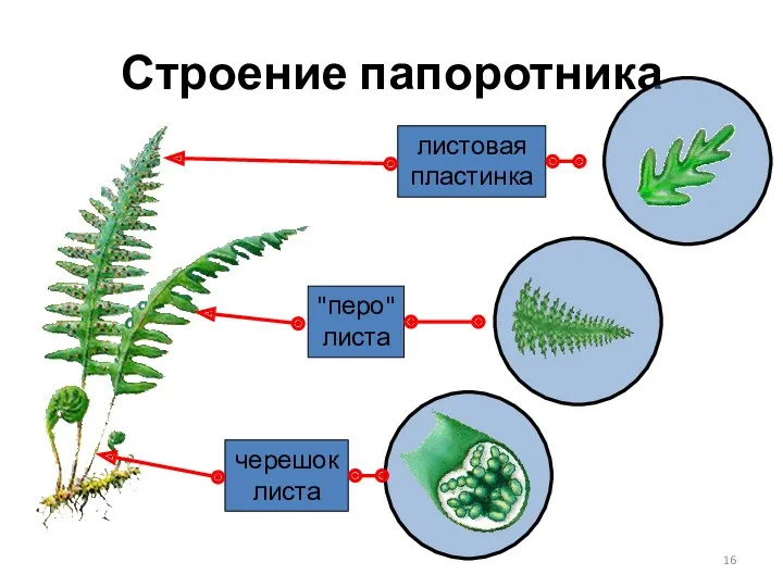 Строение папоротника