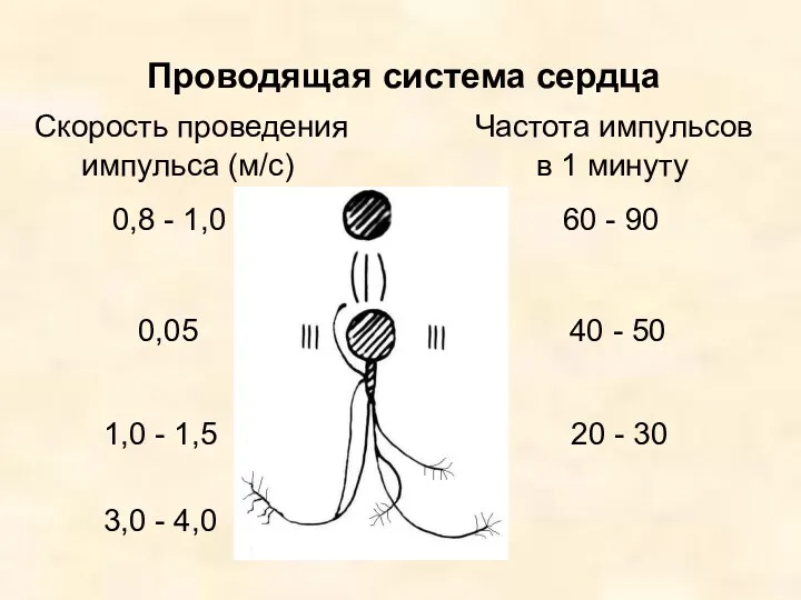 Проводящая система сердца Скорость проведения Частота импульсов импульса (м/с) в