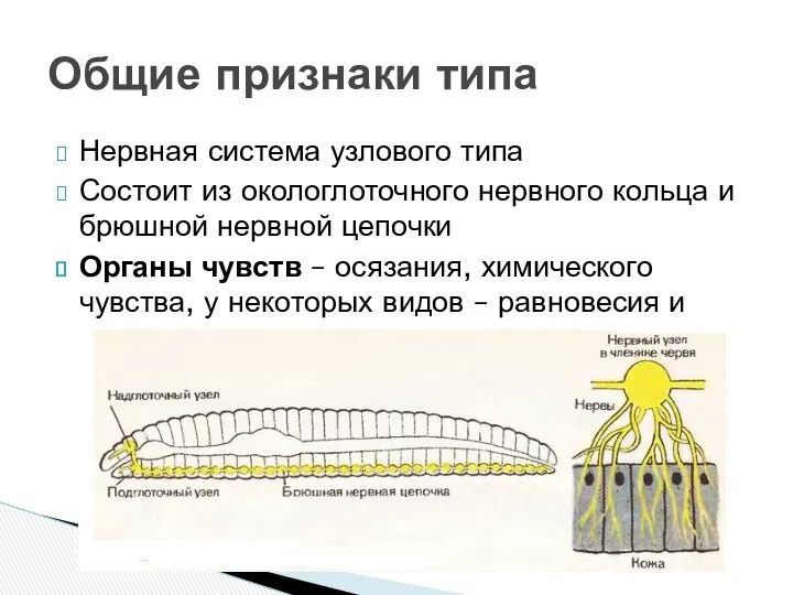 Нервная система узлового типа Состоит из окологлоточного нервного кольца и