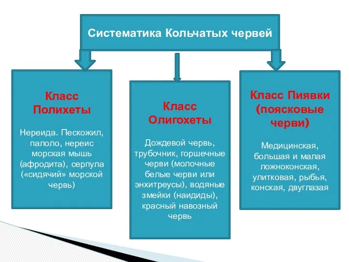 Систематика Кольчатых червей Класс Полихеты Нереида. Пескожил, палоло, нереис морская