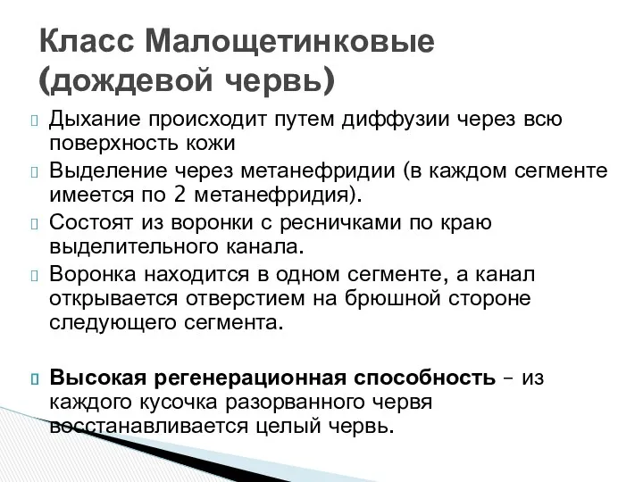 Класс Малощетинковые (дождевой червь) Дыхание происходит путем диффузии через всю