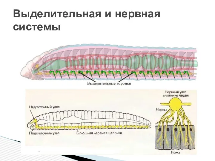 Выделительная и нервная системы