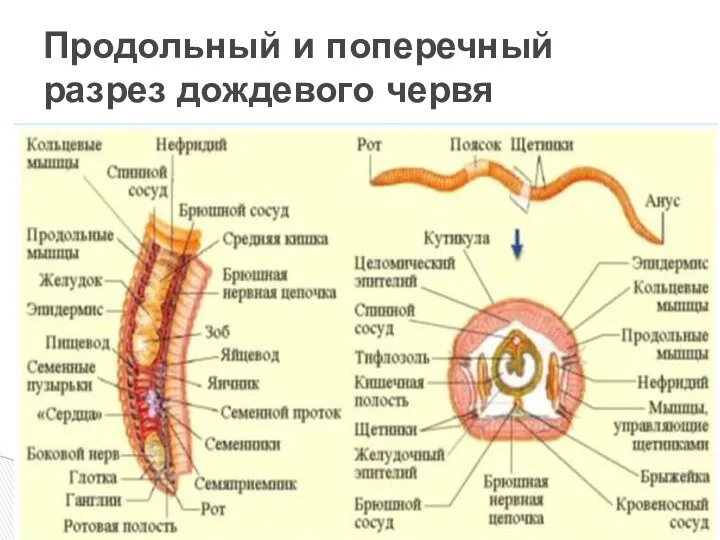 Продольный и поперечный разрез дождевого червя