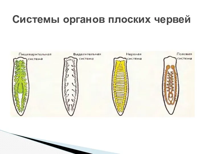 Системы органов плоских червей