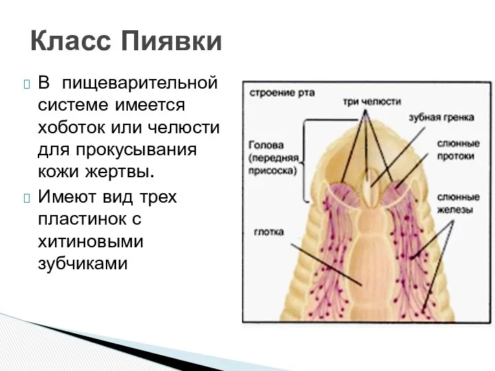 В пищеварительной системе имеется хоботок или челюсти для прокусывания кожи