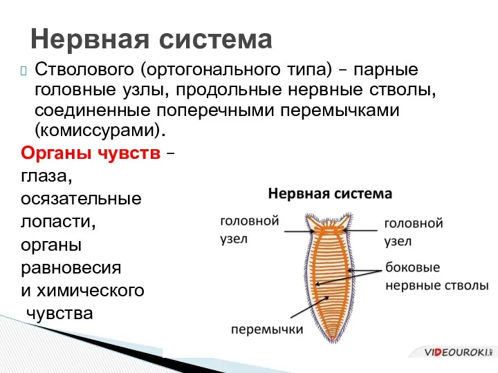 Стволового (ортогонального типа) – парные головные узлы, продольные нервные стволы,