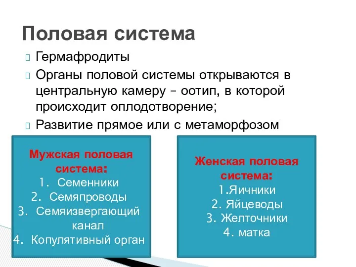 Гермафродиты Органы половой системы открываются в центральную камеру – оотип,