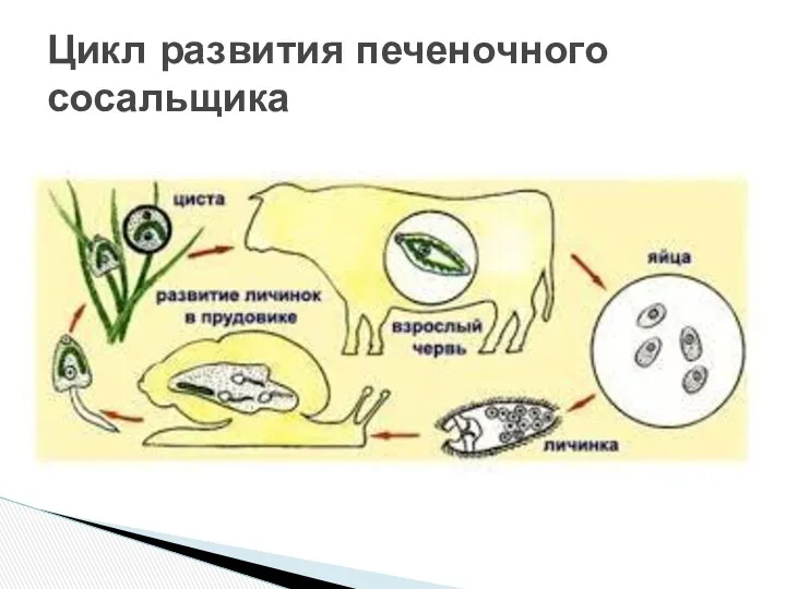 Цикл развития печеночного сосальщика