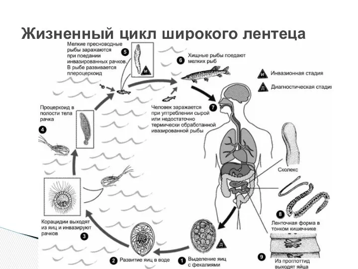 Жизненный цикл широкого лентеца