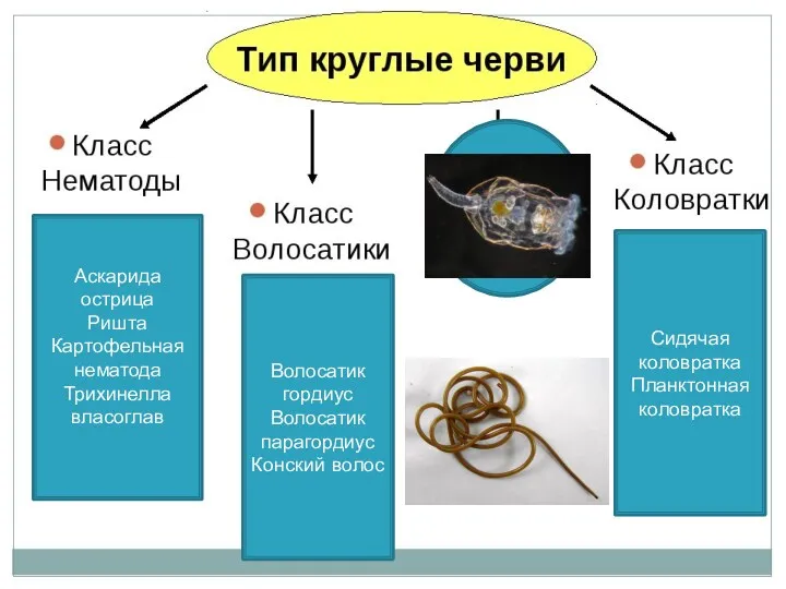 Аскарида острица Ришта Картофельная нематода Трихинелла власоглав Волосатик гордиус Волосатик