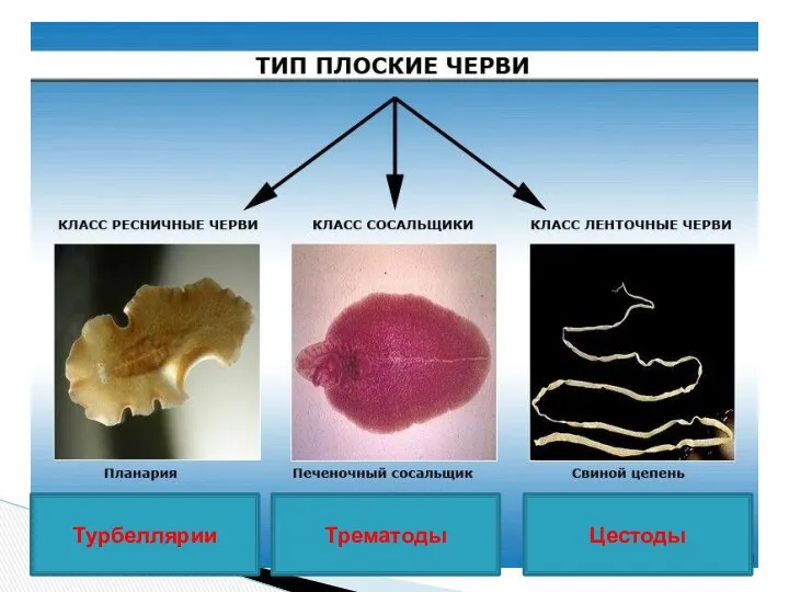 Турбеллярии Трематоды Цестоды