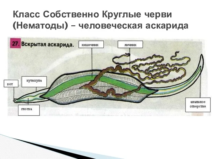 Класс Собственно Круглые черви (Нематоды) – человеческая аскарида