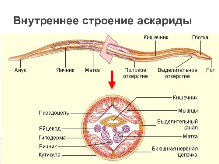 Внутреннее строение аскариды