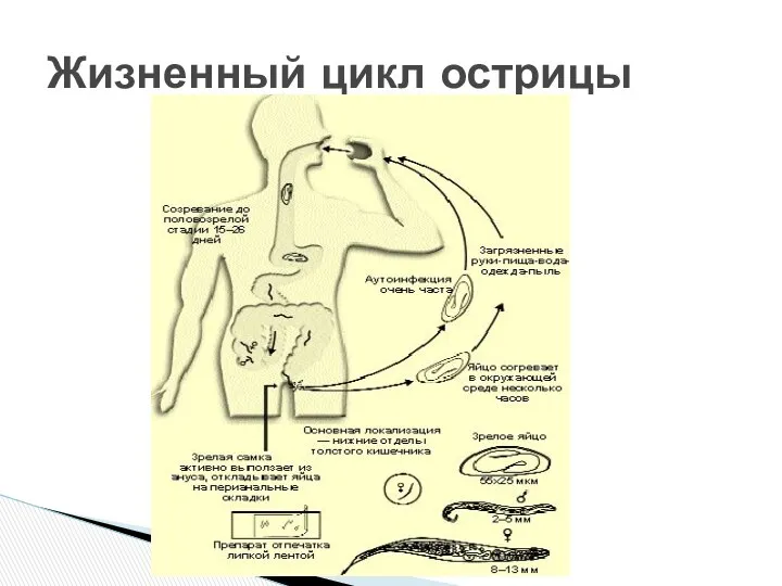 Жизненный цикл острицы