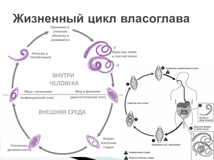 Жизненный цикл власоглава