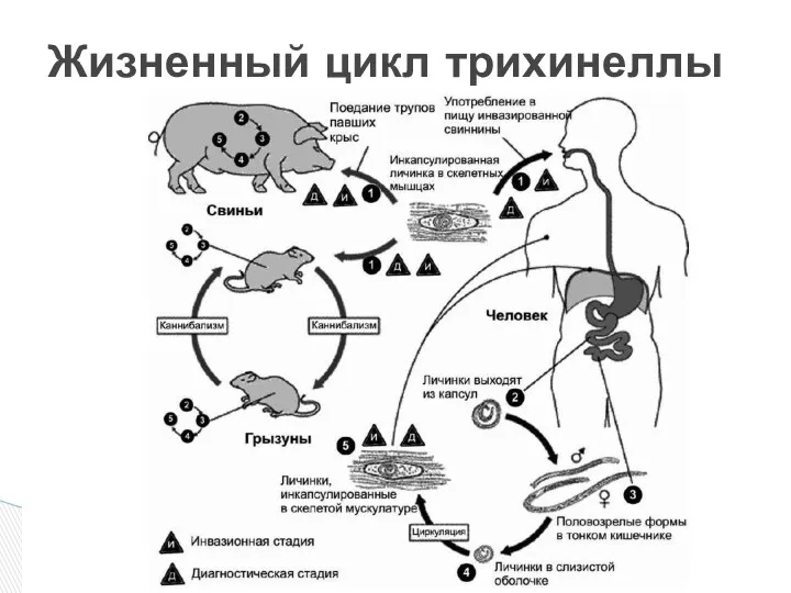 Жизненный цикл трихинеллы