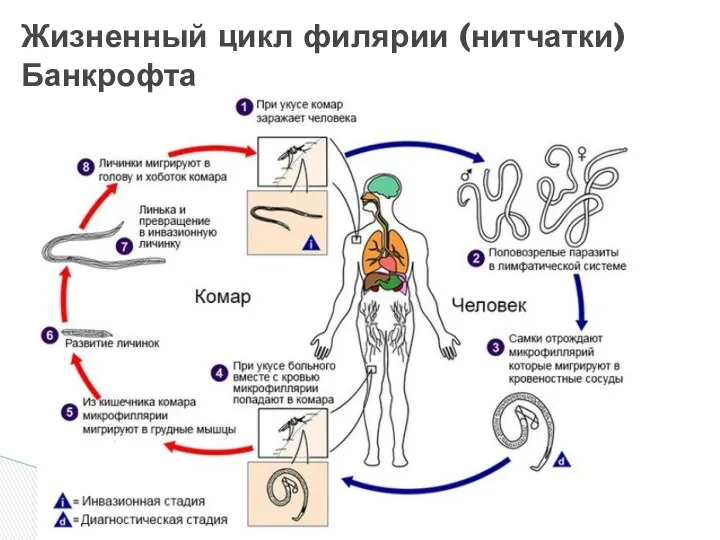 Жизненный цикл филярии (нитчатки) Банкрофта