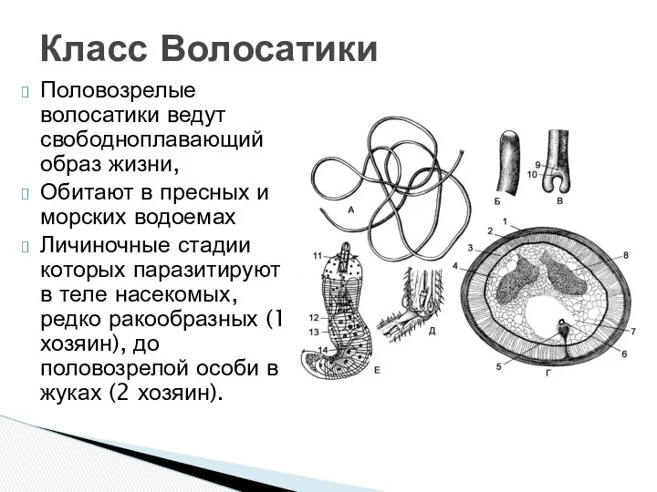 Половозрелые волосатики ведут свободноплавающий образ жизни, Обитают в пресных и