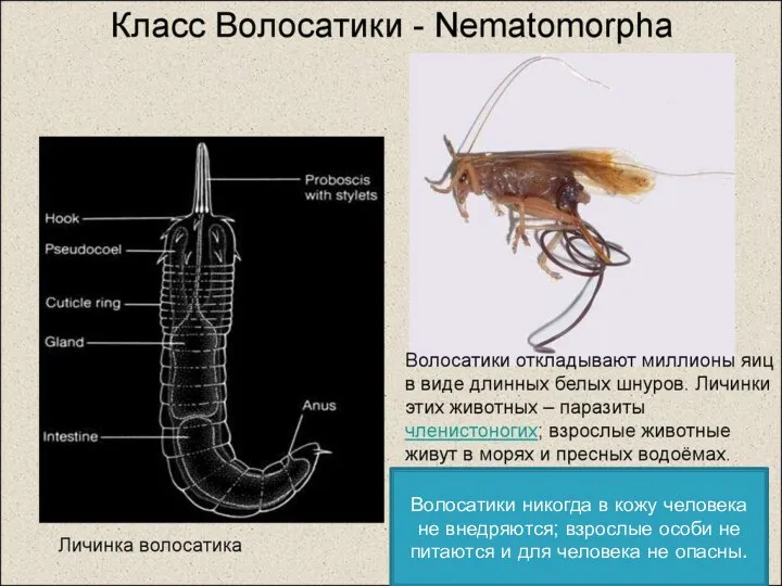 Волосатики никогда в кожу человека не внедряются; взрослые особи не питаются и для человека не опасны.