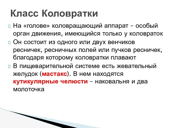 На «голове» коловращающий аппарат – особый орган движения, имеющийся только