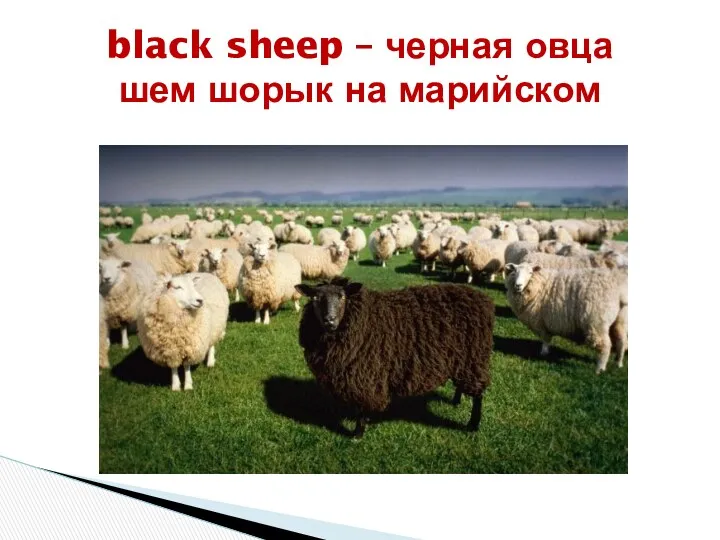 black sheep – черная овца шем шорык на марийском