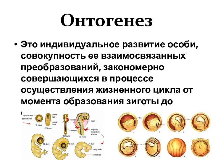 Онтогенез Это индивидуальное развитие особи, совокупность ее взаимосвязанных преобразований, закономерно